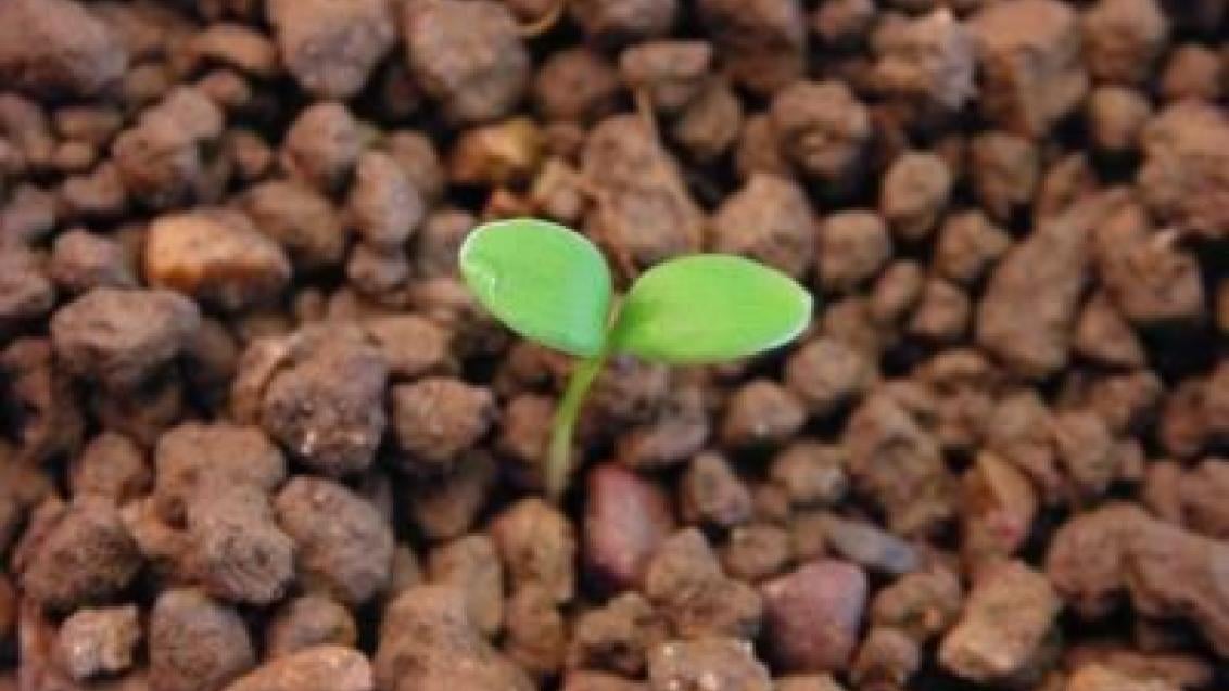 pryskyrnik rolní syngenta