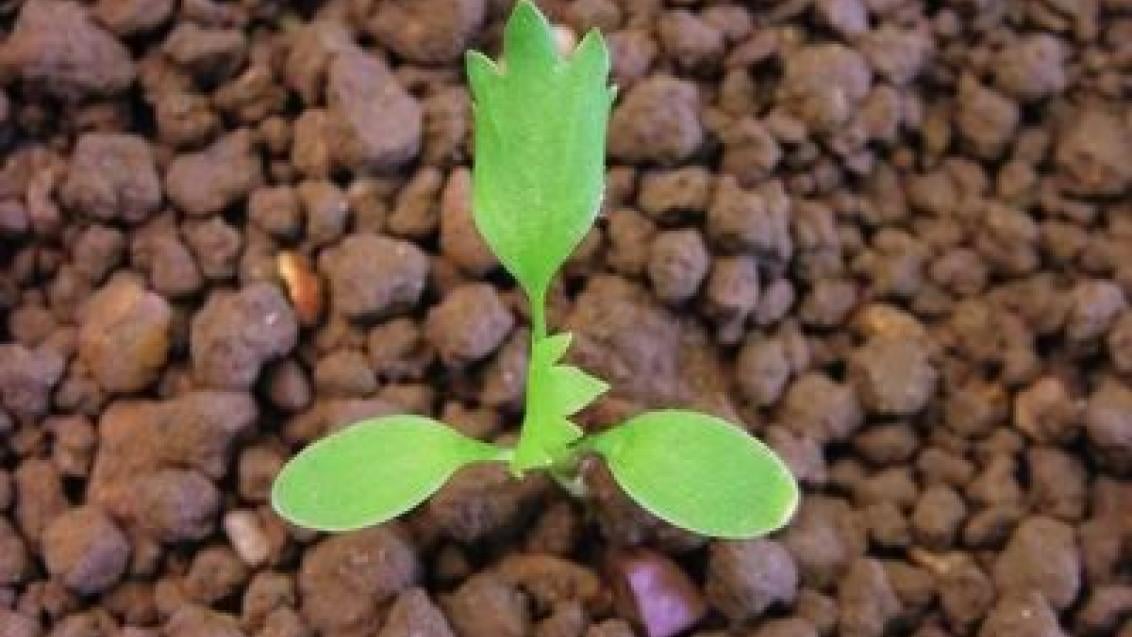 pryskyrnik rolní syngenta