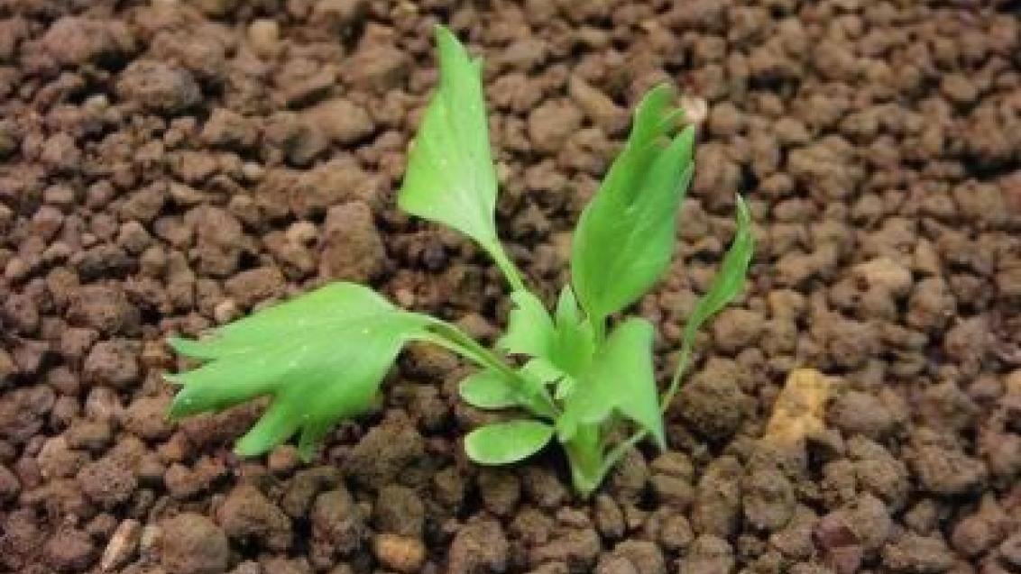 pryskyrnik rolní syngenta