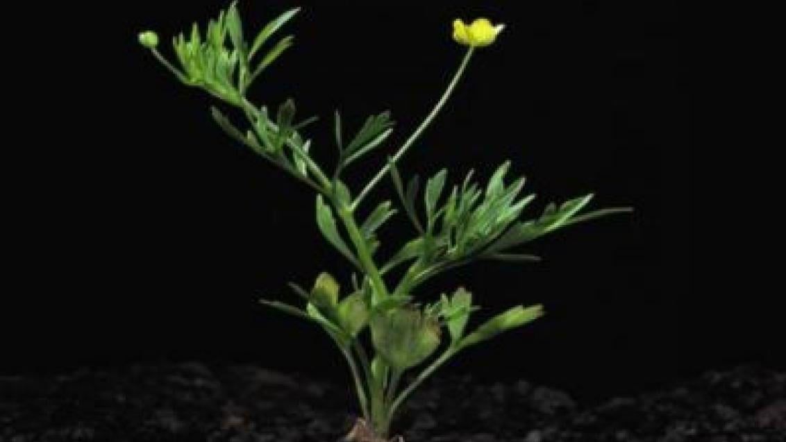 pryskyrnik rolní syngenta