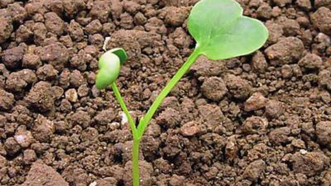 redkev ohnice Syngenta 