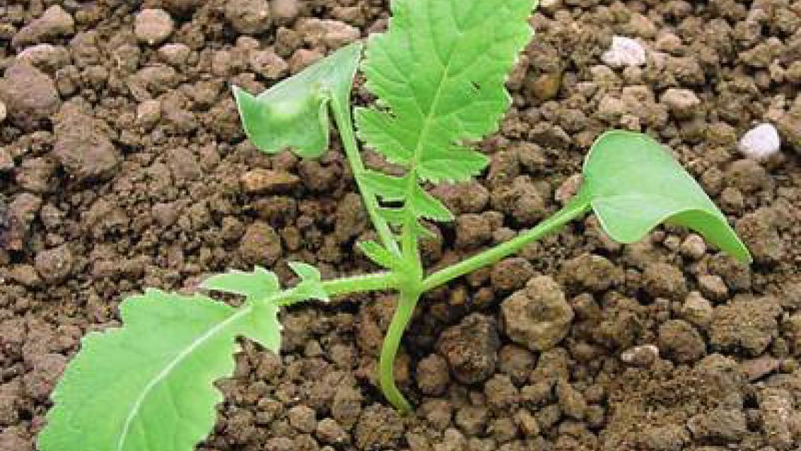 Redkev ohnice Syngenta 