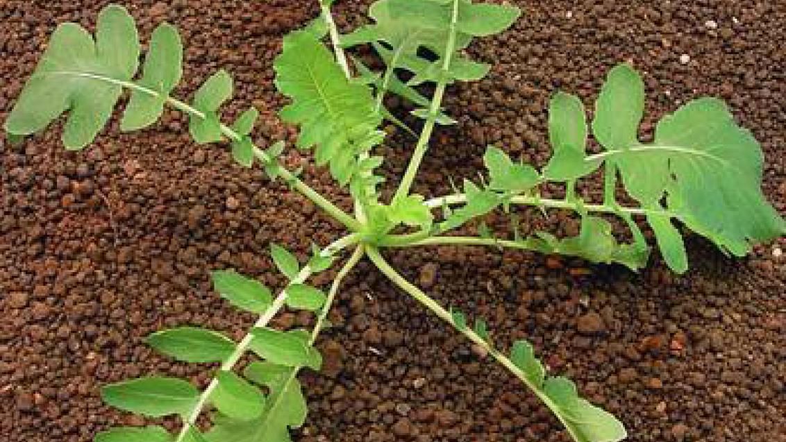 Redkev ohnice Syngenta 