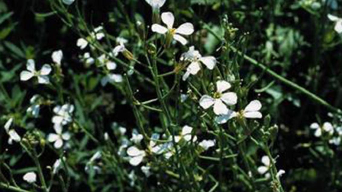 redkev ohnice Syngenta 