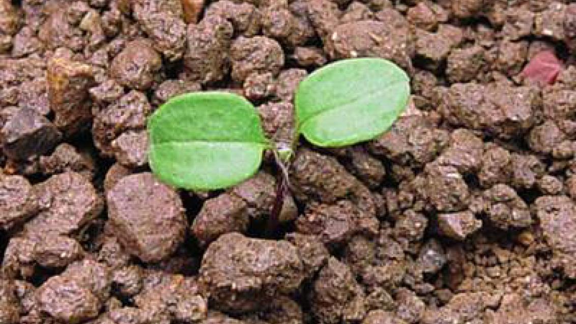 rozrazil brectanolisty syngenta