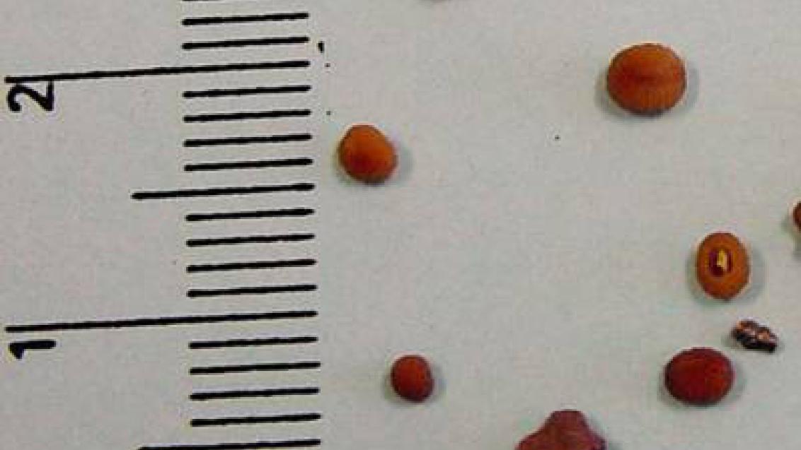rozrazil brectanolisty syngenta