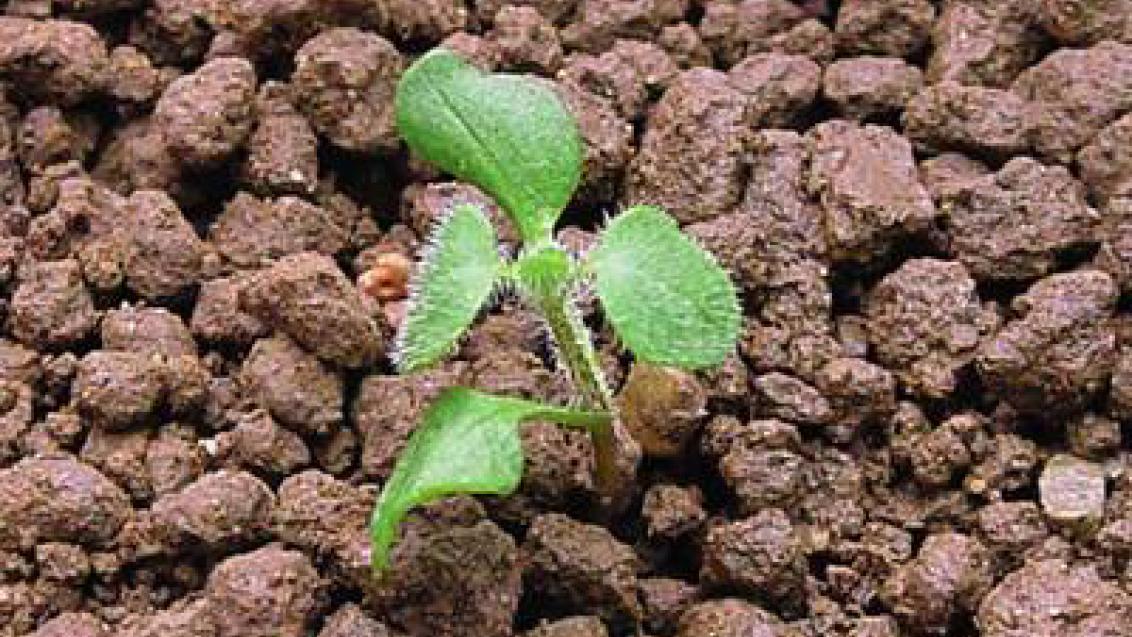 rozrazil brectanolisty syngenta