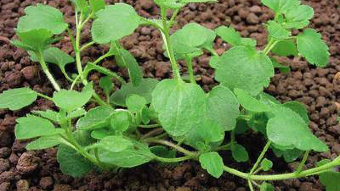 rozrazil brectanolisty syngenta
