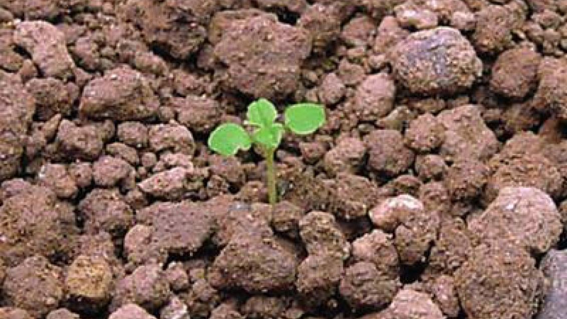 rozrazil rolni Syngenta 