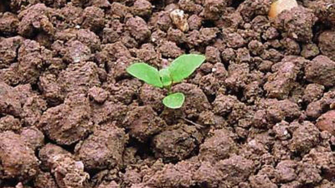 rozrazil rolni Syngenta 