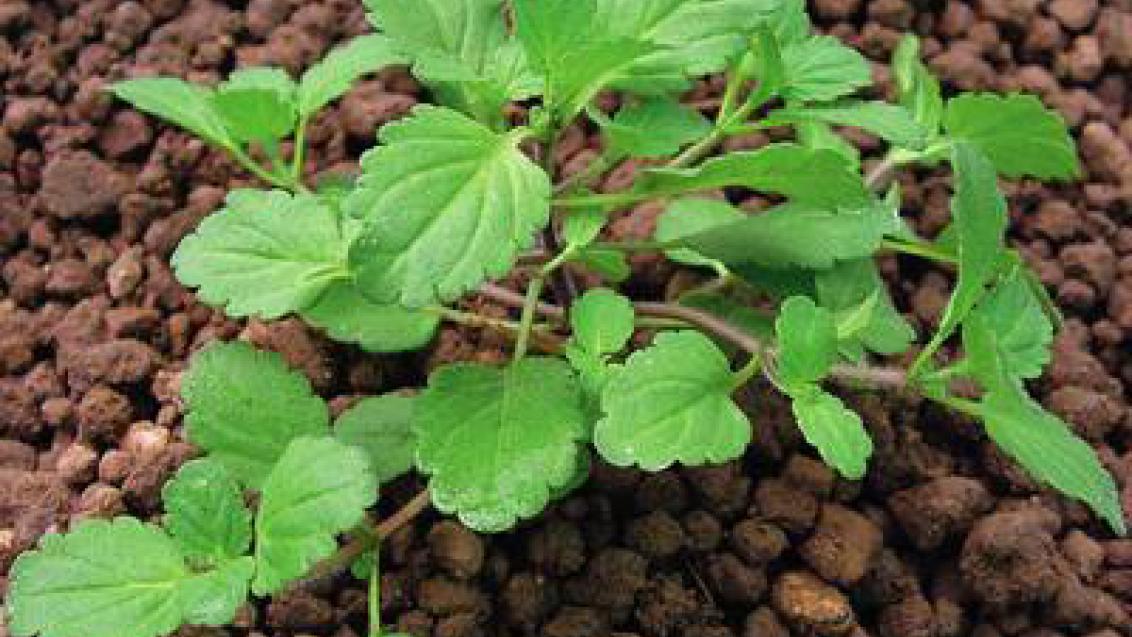 rozrazil rolni syngenta