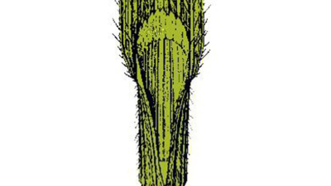 sverep mekky Syngenta 
