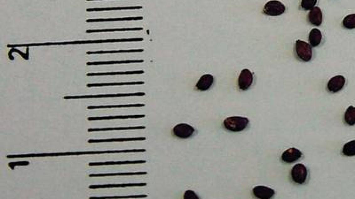 penizek rolni Syngenta
