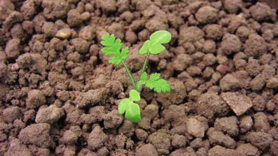 pumpava rozpukova Syngenta
