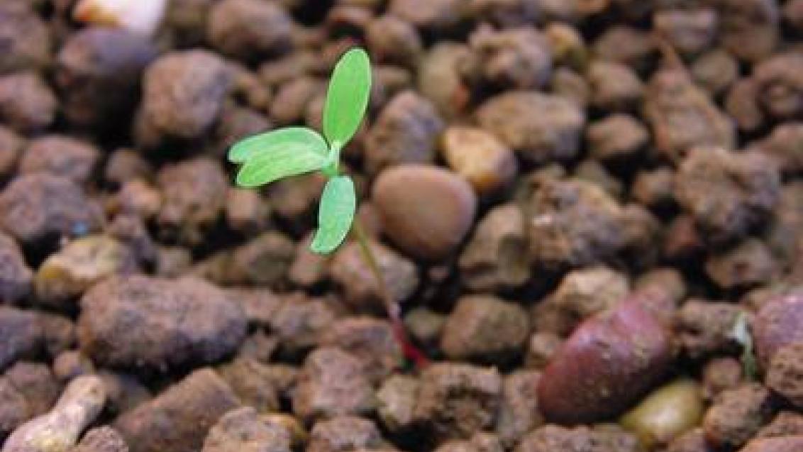 rdesno ptaci Syngenta