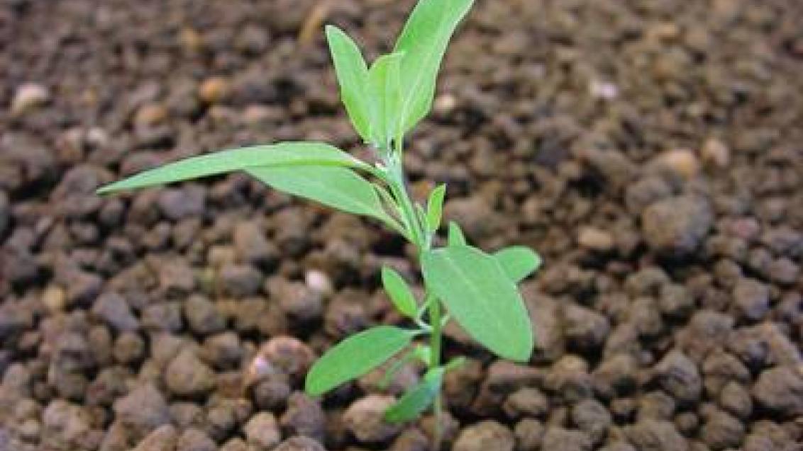 rdesno ptaci Syngenta