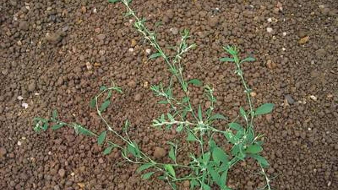 rdesno ptaci Syngenta
