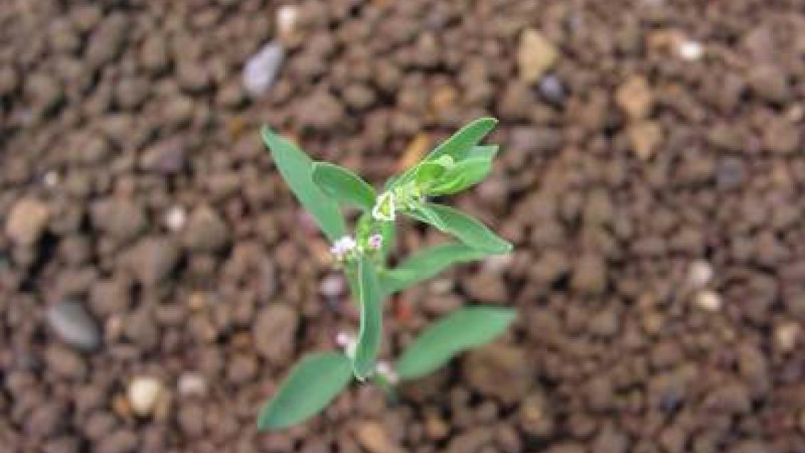 rdesno ptaci Syngenta