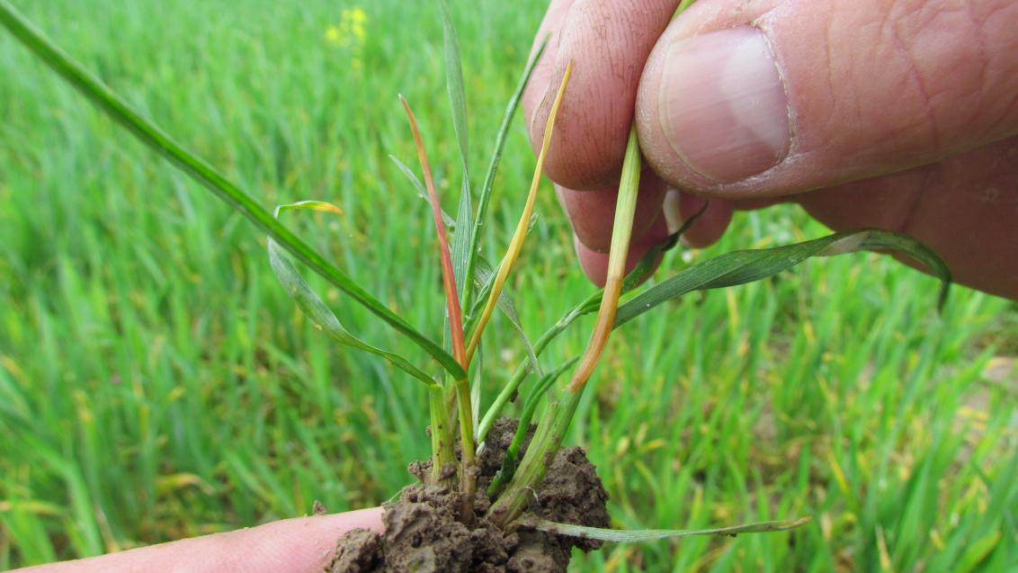 Chundelka metlice Syngenta