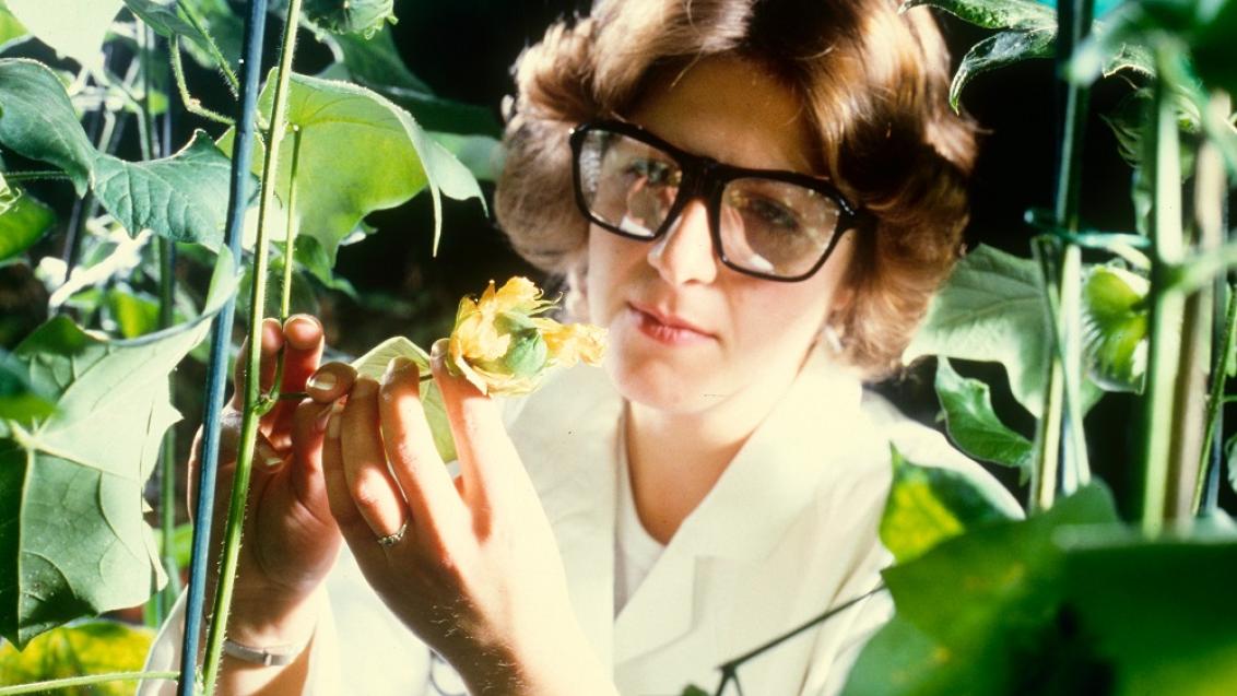 Syngenta 
