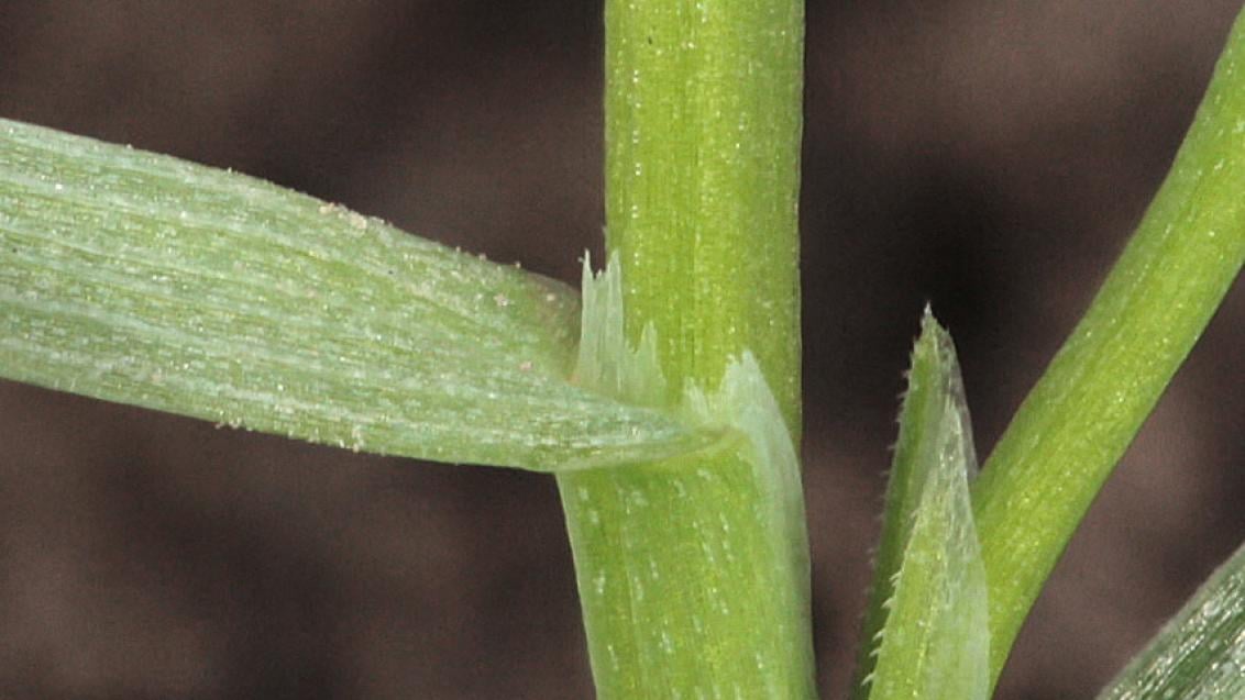 Chundelka metlice detail