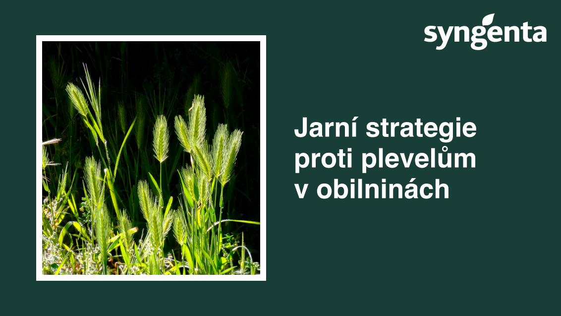 l_thumb_strategie_proti_plevelum.png