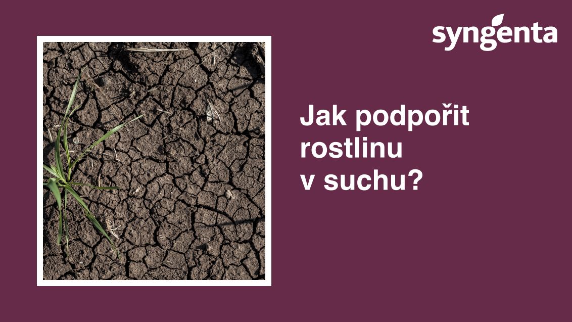 cz-sucho.png
