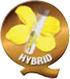 hybrid Syngenta