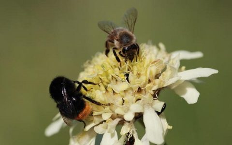 včela Syngenta