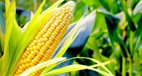corn Syngenta