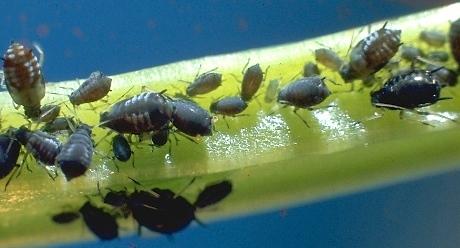 insecticide Syngenta