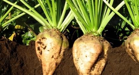sugarbeet Syngenta