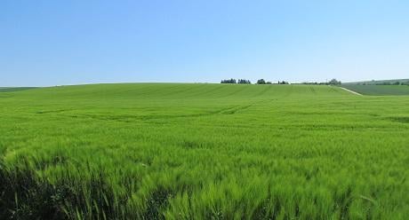 barley Syngenta