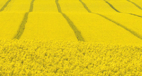 desicant Syngenta