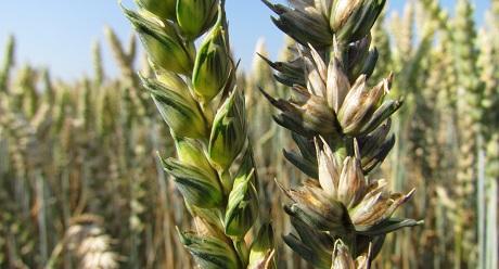 mazlava snet Syngenta