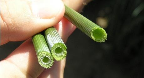 moddus Syngenta