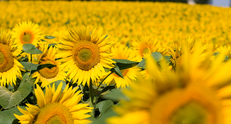 sunflower Syngenta