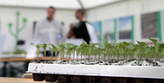 Výhonky syngenta Syngenta