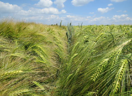 wootan Syngenta
