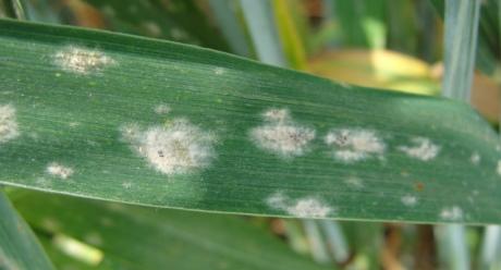 disease Syngenta