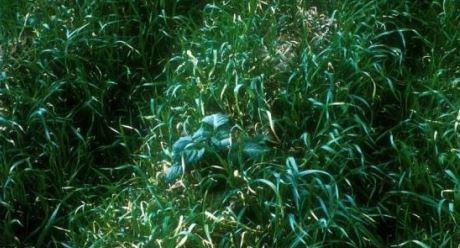 weeds Syngenta