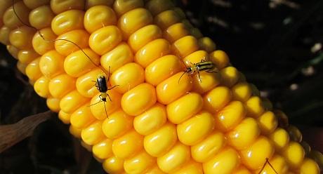 pest Syngenta