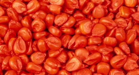 seedcare Syngenta