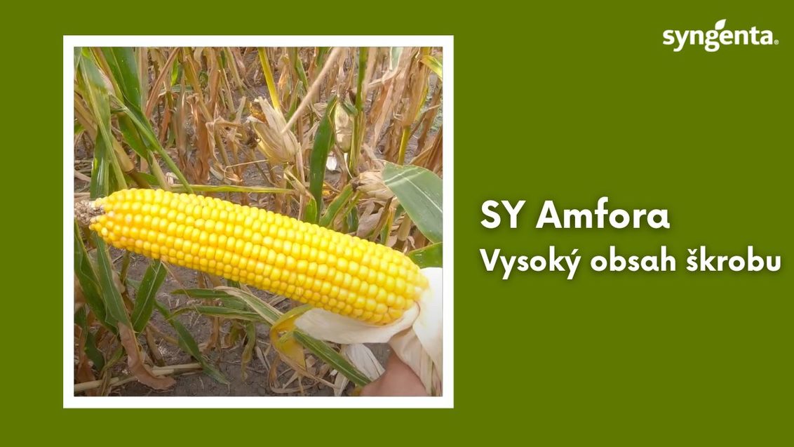 SY Amfora kukuřice Syngenta