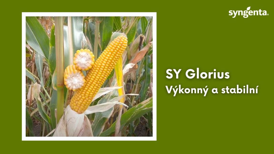 SY Glorius kukuřice Syngenta