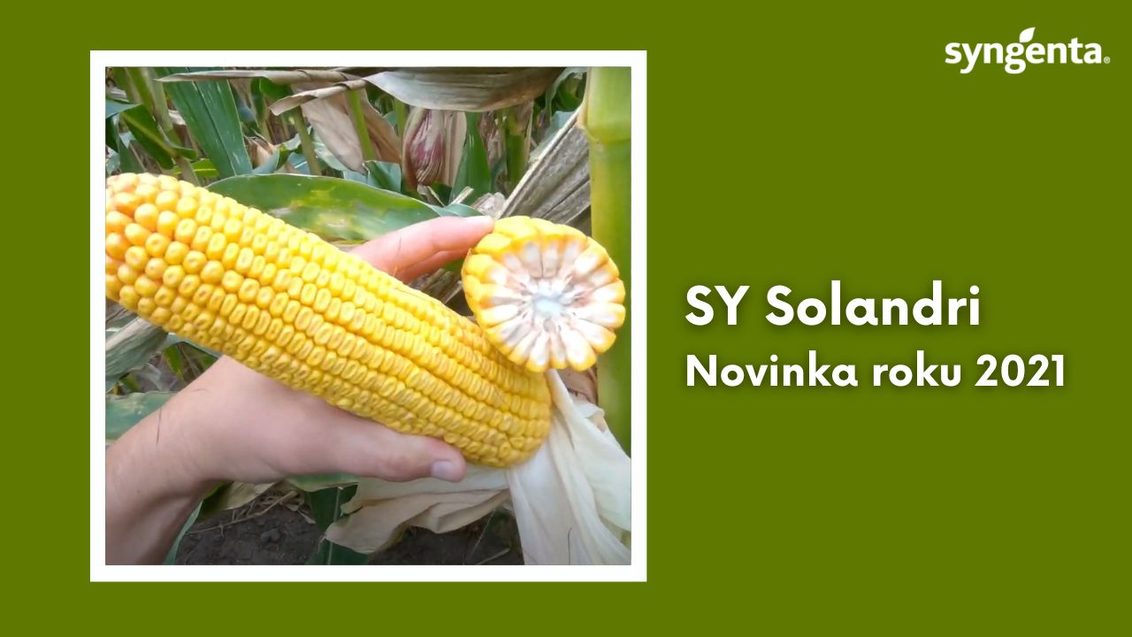 SY Solandri kukuřice Syngenta
