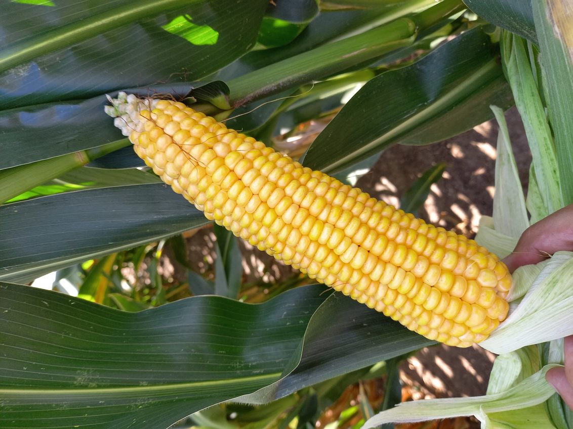 SY Liberty osivo hybridní kukuřice Syngenta