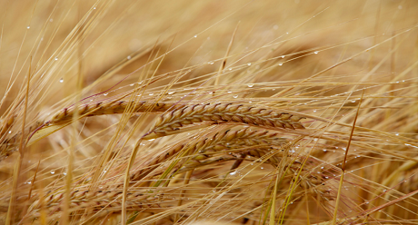 barley Syngenta