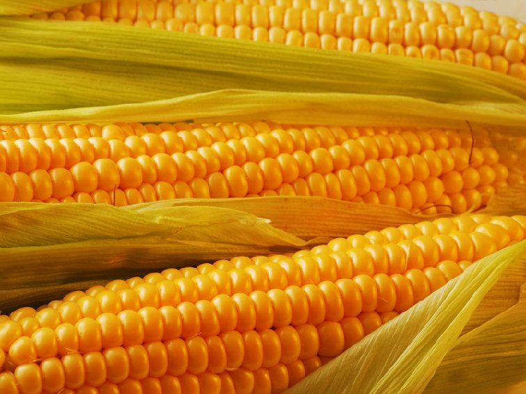 Přípravky na ošetření kukuřice Syngenta