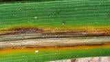 pruhovitost jecmene syngenta
